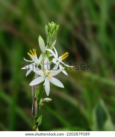 safed musli or Chlorophytum borivilianum flowers. Safed musli is a rare herb from India.                                Royalty-Free Stock Photo #2202879589