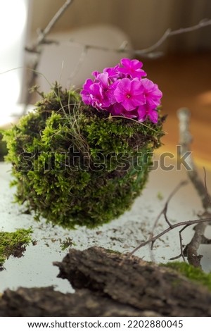 Kokedama, fashionable Japanese moss ball, bonsai for the poor, a tussock of moss with a pink flower. High quality photo