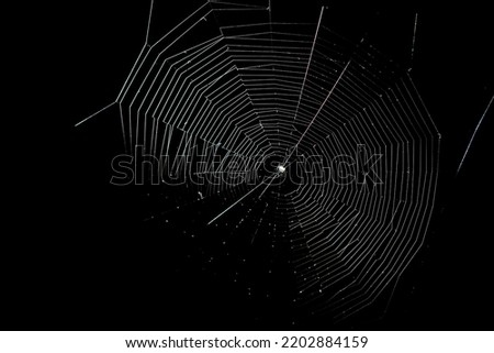 A web woven by a spider on a black background. Royalty-Free Stock Photo #2202884159