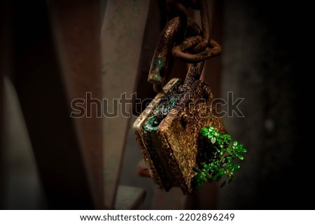 a Small seedling tree In place of keying the Old rusty lock free stock image