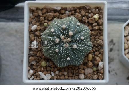 Cactus species Astrophytum  Asterias. In a white plastic pot.