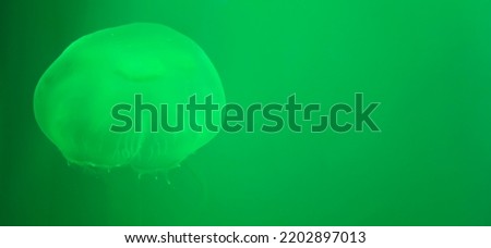 Moon jellyfish with green lighting in Aquarium Tank