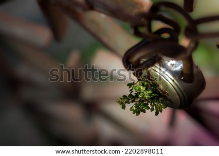 Small seedling tree In place of keying the Rusty lock barred by old chain free stock image