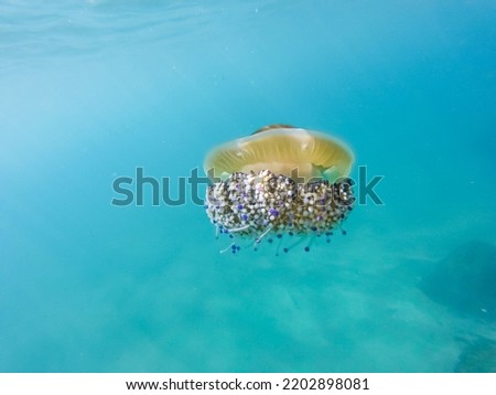 Beautiful "fried egg" jellyfish swimming underwater in the Mediterranean sea with sun rays. Picture of cotylorhiza tuberculata animal