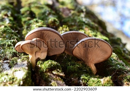 Lamellar fungus texture of oyster mushrooms growing on green moss in tree bark, bottom view Royalty-Free Stock Photo #2202903609