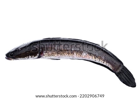 Fresh cork fish or snake fish isolated on white background. Concept : Freshwater fish in Thailand and Asia countries. Channa striata. It can be cooked in various menu.                                 