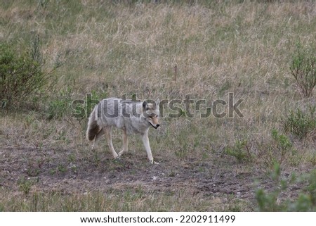 Coyote  walking in the forest field of Jasper National Park Canada