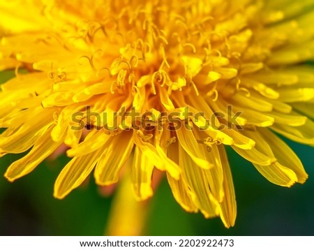 Yellow dandelion closeup macro with blurry background