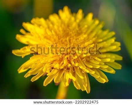 Yellow dandelion closeup macro with blurry background
