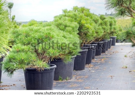 Jane Cluis densely flowered pine. Growing conifers for sale in the plant club. Decorative pine bushes in plastic pots. Plants for landscape and garden design. Royalty-Free Stock Photo #2202923531