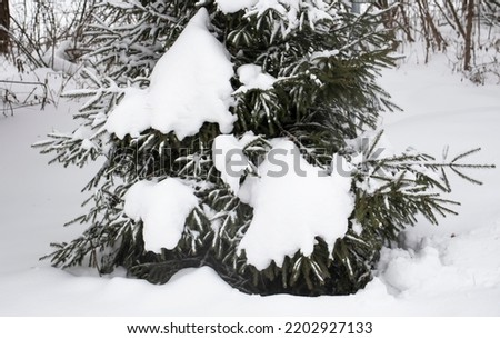 green fir tree in the forest under the snow in winter