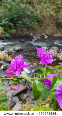 Abstract Defocused Blurred Photo of purple flowers with paper-thin petals with a river background in the Cicalengka Tourism area - Indonesia. Not Focus