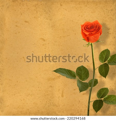 Old vintage card with a beautiful red rose on paper background. 