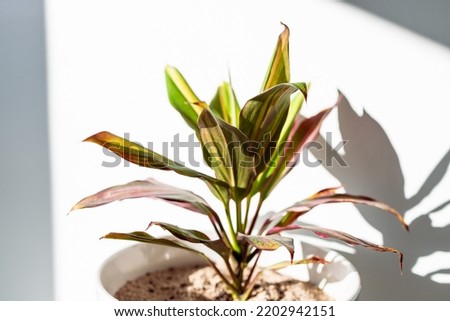 close-up of rainbow cordyline plant in pots indoor next to white wall with harsh shadows shot at shallow depth of field