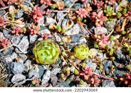 Succulent plants, Stone rose, cactus in flower bed in botanical garden. Close-up. Top view. Selective focus.