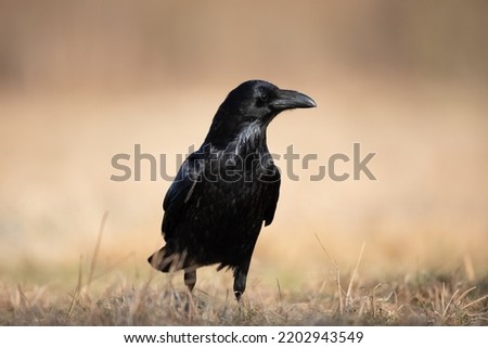 A beautiful raven ( Corvus corax ) North Poland Europe