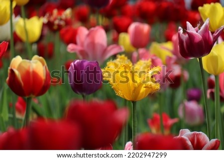 multi-colored tulips in a flower bed in full screen