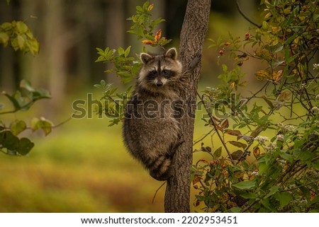 Baby Racoons climbing Persimmon trees to eat the fruit Royalty-Free Stock Photo #2202953451