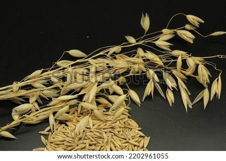 Close-up top view of oat (Avena sativa) grains and common oat ears with a black background.  Royalty-Free Stock Photo #2202961055