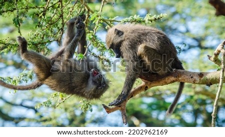 Two olive baboons (Papio Anubis) fighting perched on trees, Lake Nakuru, Kenya