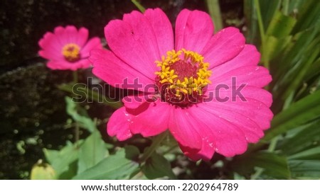 a flower grows fresh on one stem surrounded by green leaves. natural background