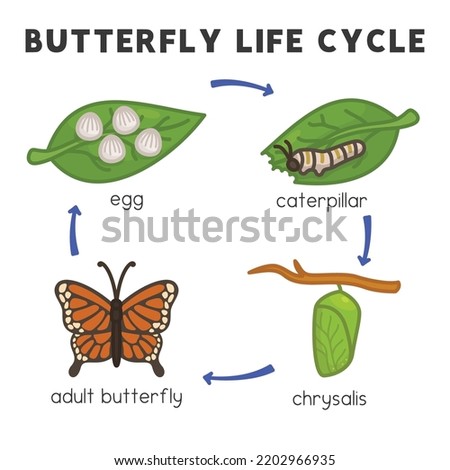butterfly life cycle diagram chart in science subject kawaii doodle vector cartoon