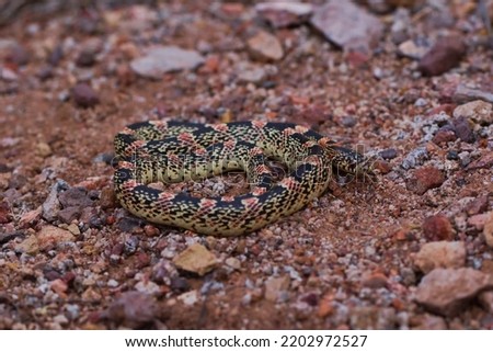 Long-nosed Snake (Rhinocheilus lecontei) from desert of Arizona Royalty-Free Stock Photo #2202972527