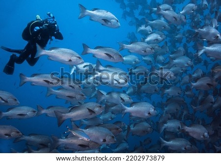A underwater photographer taking pictures of a large school of Snapper fish