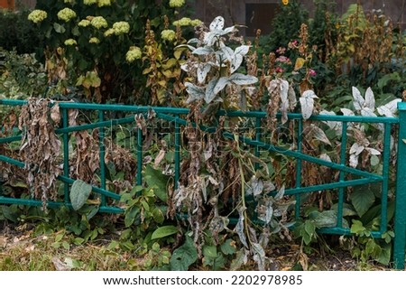 Details of the autumn urban landscape, withered dry flowers and plants behind a green metal fence on a flower bed in the yard in front of the house. Moscow, Russia.