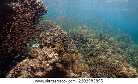 Lipe island coral reef : Tarutao National park life nature, Hard coral and soft coral at Jabang, Hin-ngarm