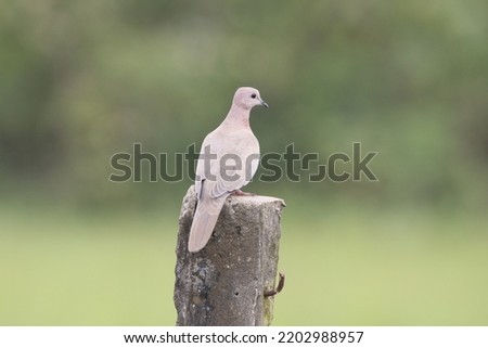 Close up view of Lauging Dove