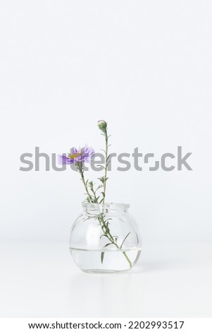 Minimalist bouquet in round glass vase, violet flower bushy aster in transparent bottle against white wall, minimal decor indoor setting. Autumn floral still life with light background, copy space.
