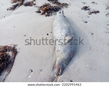 Dead seal washed up on Termonfeckin Seapoint beach, County Louth, Ireland. The birds had eaten away its eyes. Royalty-Free Stock Photo #2202995463