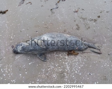 Dead seal washed up on Termonfeckin Seapoint beach, County Louth, Ireland. The birds had eaten away its eyes. Royalty-Free Stock Photo #2202995467
