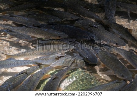 A dense shoal of freshwater fish