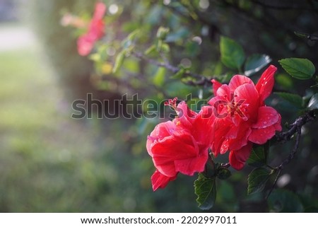 Hibiscus, Chinese Rose, Shoe flower Hibicus hybrid on green tree house fence tree.