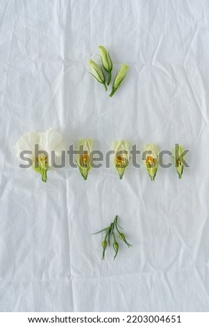 Flowers in a cut on a pink plate. Botanical photo for a postcard. White and pink prairie gentian on fabric.