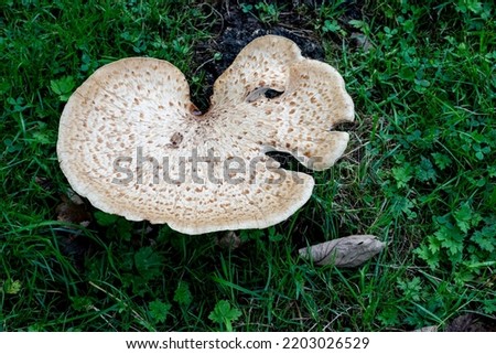 Fungus growing in the grass in the English countryside