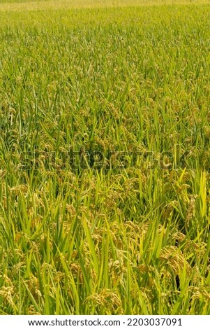 Golden ears of rice in full bloom before harvest
