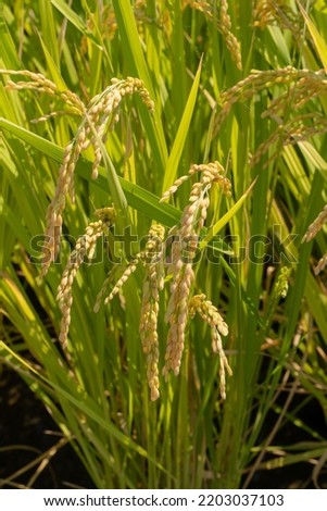 Golden ears of rice in full bloom before harvest