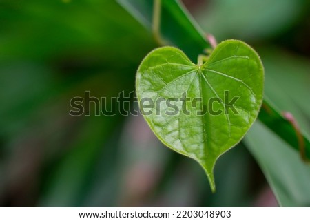 a heart shaped green leaf of a plant