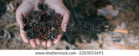 Close-up. Dry pine cones in men's palms above the ground. A man holds in his hands a handful of pine cones that have fallen from a pine tree Royalty-Free Stock Photo #2203053691