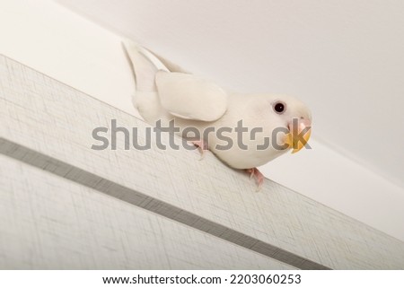 A white lovebird sits on a ledge. This bird is a kind of parrot.