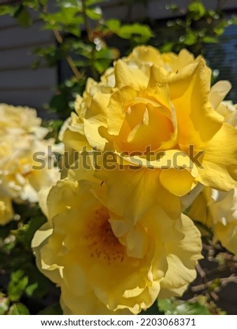 Yellow blooming roses close up with dark green leaves