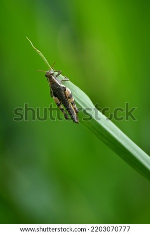 closeup the brown bug insect grasshopper hold on grass plant leaf in the farm soft focus natural green brown background.