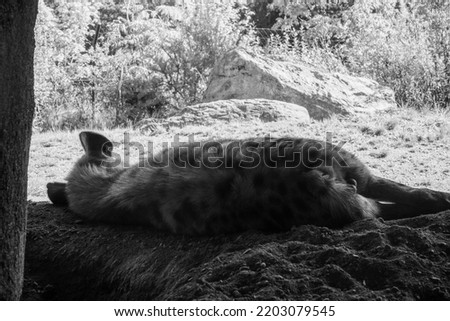 Black and white picture of hyena lying on a stone