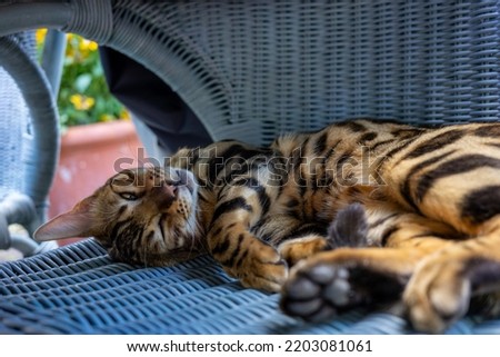 Closeup of a cute tabby cat. The cat lies sleepily on a garden chair. Pet lies tired in the shade.