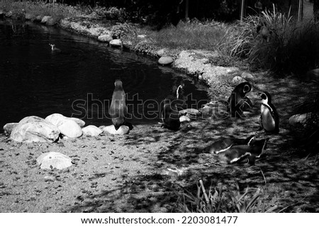 Black and white picture of penguins at the pond