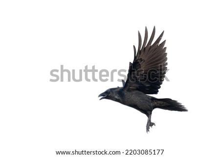 Birds - flying Common Raven Corvus corax isolated on white background black bird silhouette