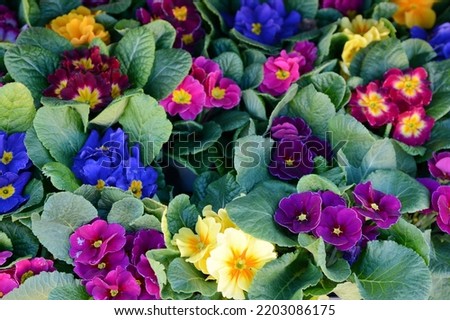 Colorful bright primrose flowers floral background. Primula vulgaris garden decoration. Primula Vulgaris Mix Royalty-Free Stock Photo #2203086175